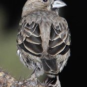 Lark Bunting